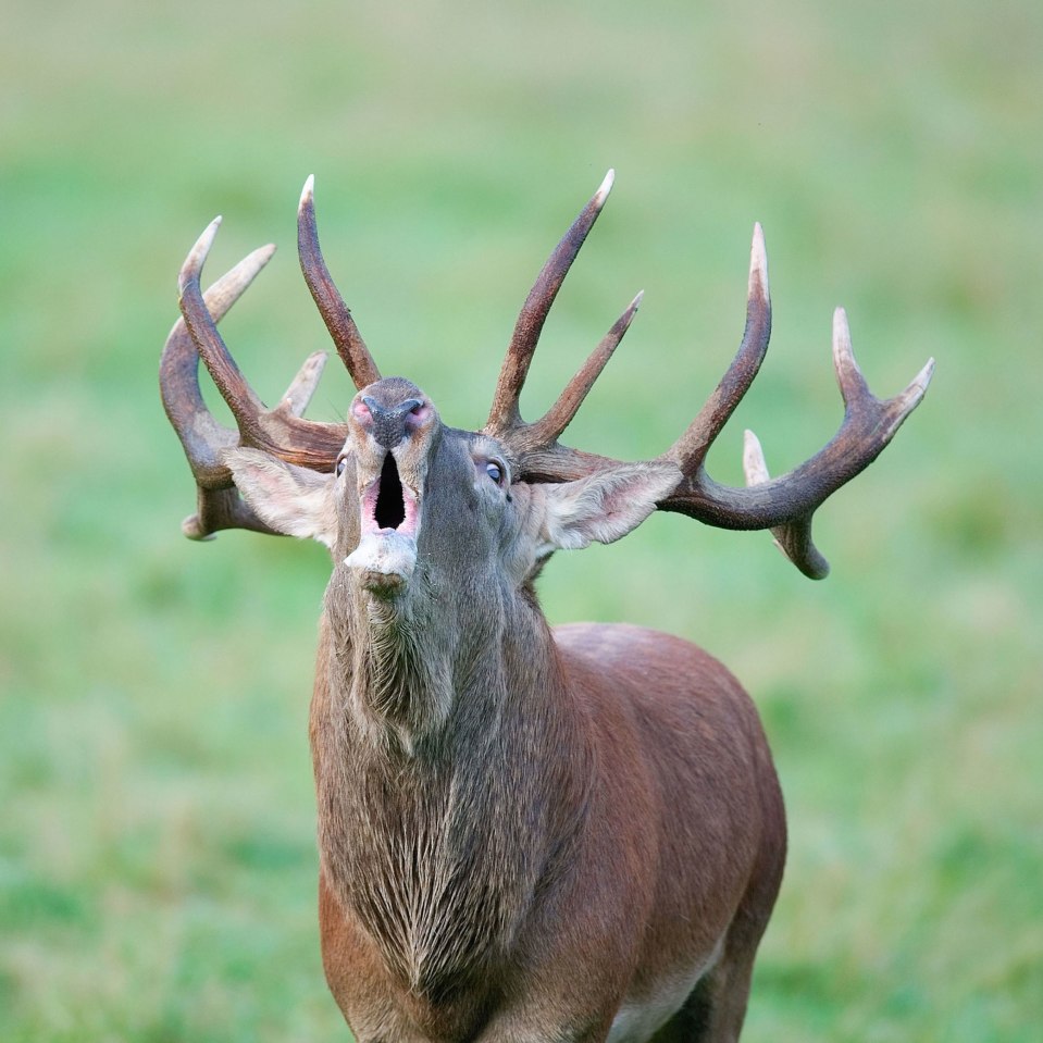  From mid-September to mid-October, join a guided tour that treks deep into the woods in search of the wildlife