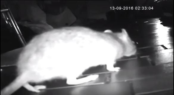  'Fat' rat caught on camera nibbling on loaf of bread in security camera footage recorded by exasperated mum