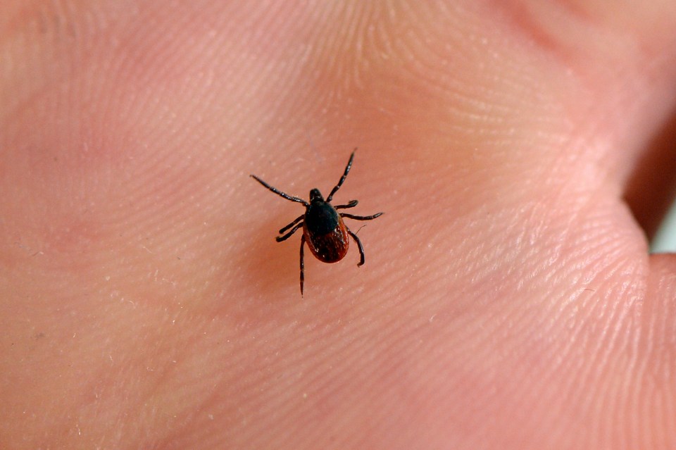 a close up of a tick on a person 's finger