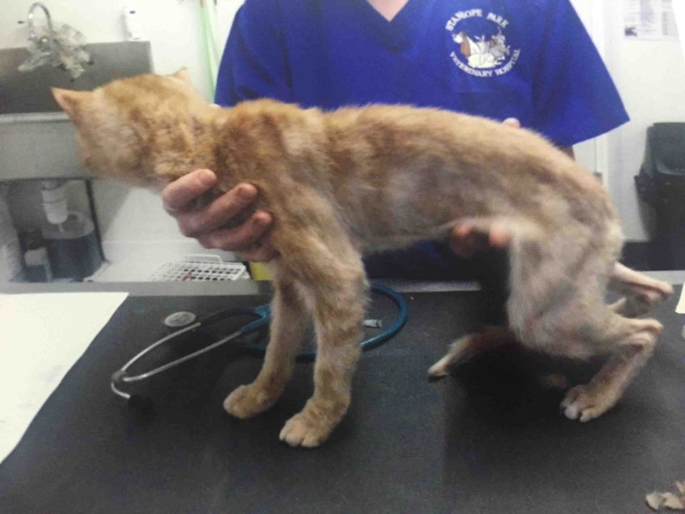  A cat named Jasper was also found in the Teesside home almost starved to death