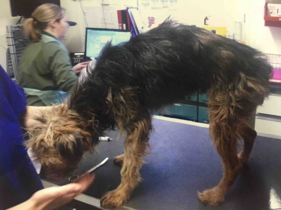  Allport's 15-year-old dog Poppy had to be put down as a result of being kept in the squalid conditions