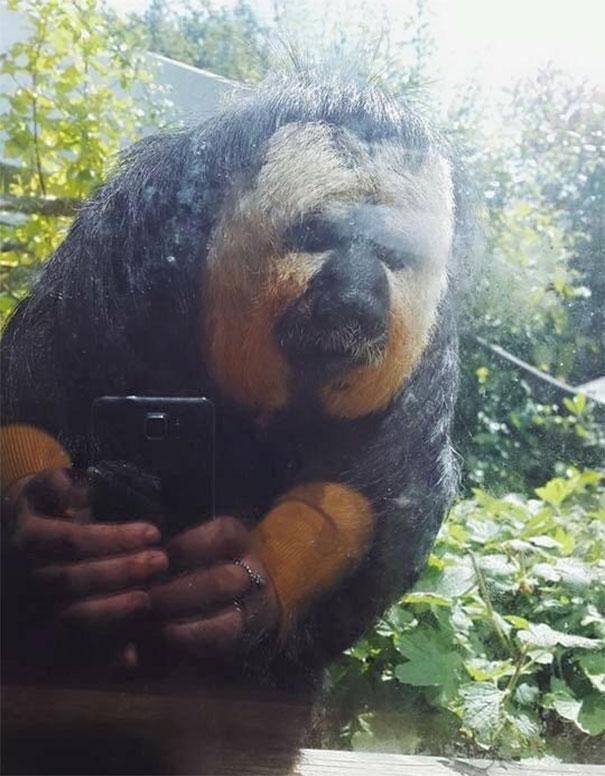  Does this ape have a phone?