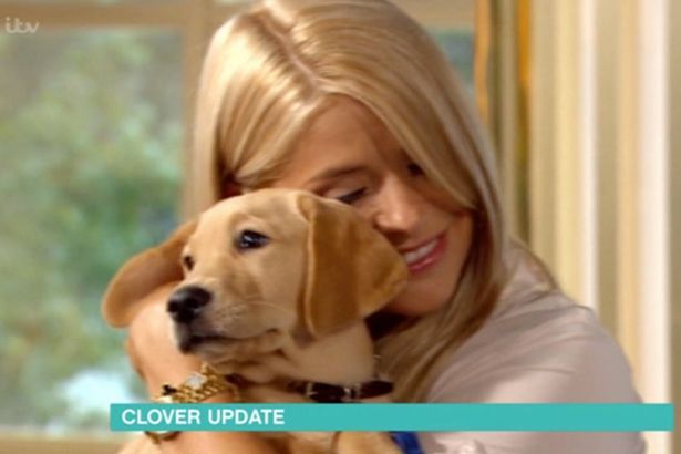  Clover is training to be a guide dog