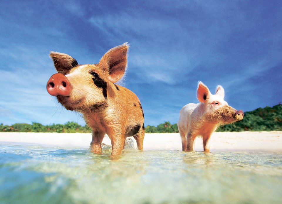  Head to Pig Island for a very unique swimming experience