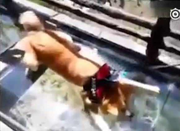  The footage also shows a dog scared stiff by the 984 feet fall