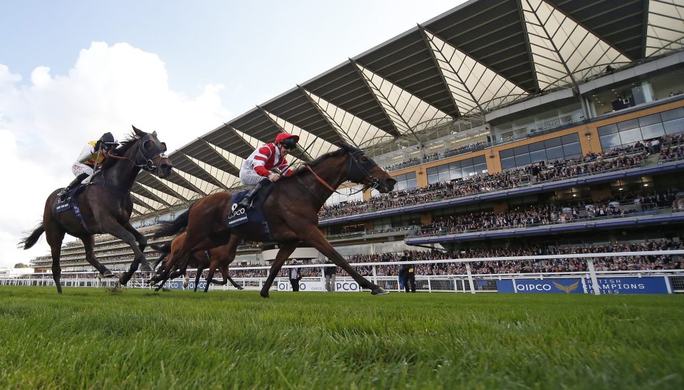  Sheikhzayedroad (right) is back to defend his crown