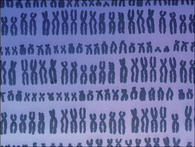  Different species have different numbers of chromosomes – humans have 23 pairs. The human chromosomes shown here have been arranged in a repeating pattern.