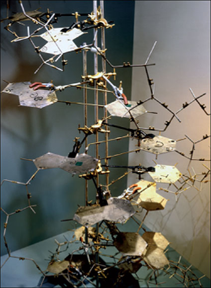  To develop and test their ideas, Crick and Watson made a model of DNA, using these templates to represent groups of atoms. They were able to see that a double helix really works.