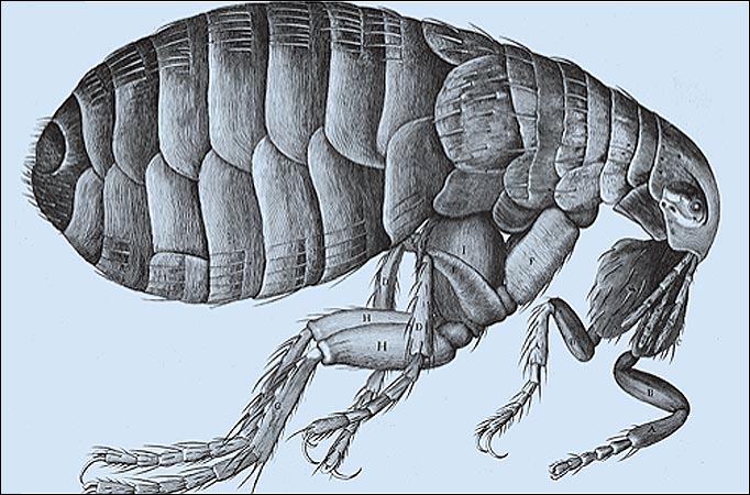  Sketch of a flea from Micrographia.