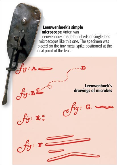  Anton van Leeuwenhoek made hundreds of single-lens microscopes like this one.