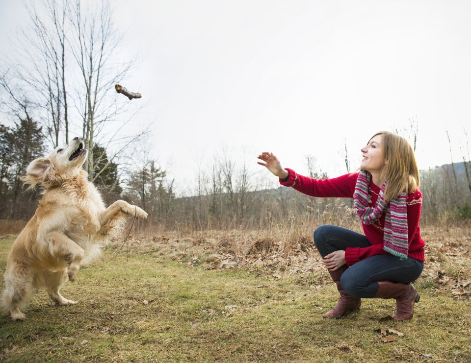  local authorities served 2,448 notices to dog owners in 2015 for breached DCOs