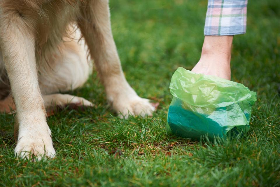  Dog owners have got more relaxed when looking after their pets in the last year research suggests