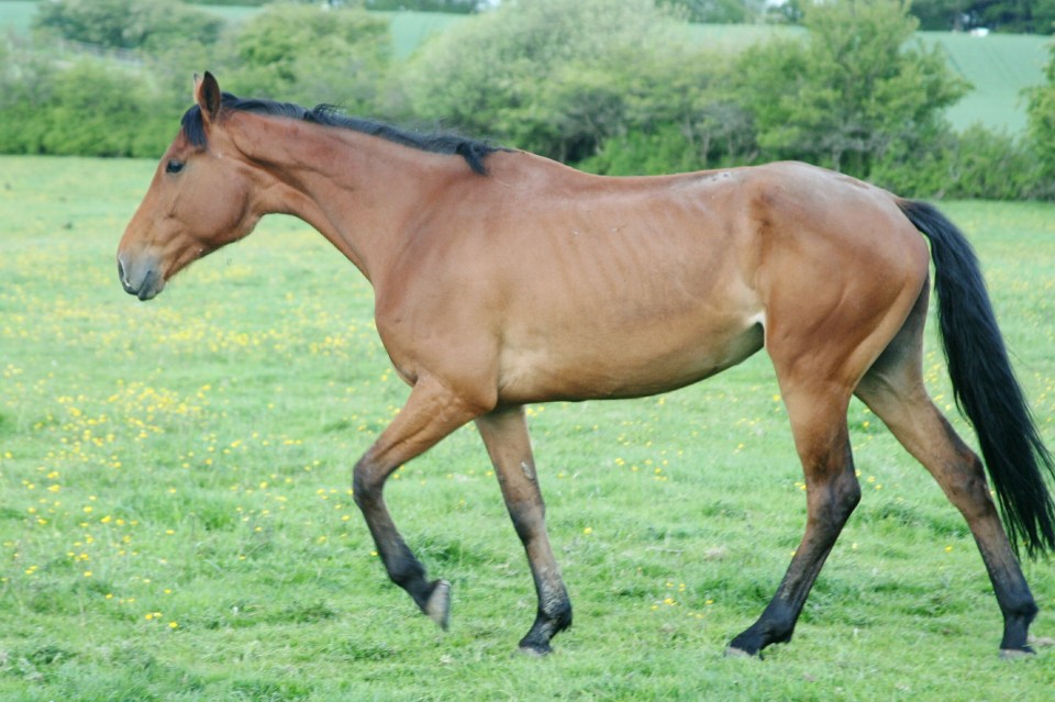  Shane Taylor-Waters filmed himself having sex with a horse at a stables in Oswaldtwistle, Lancs