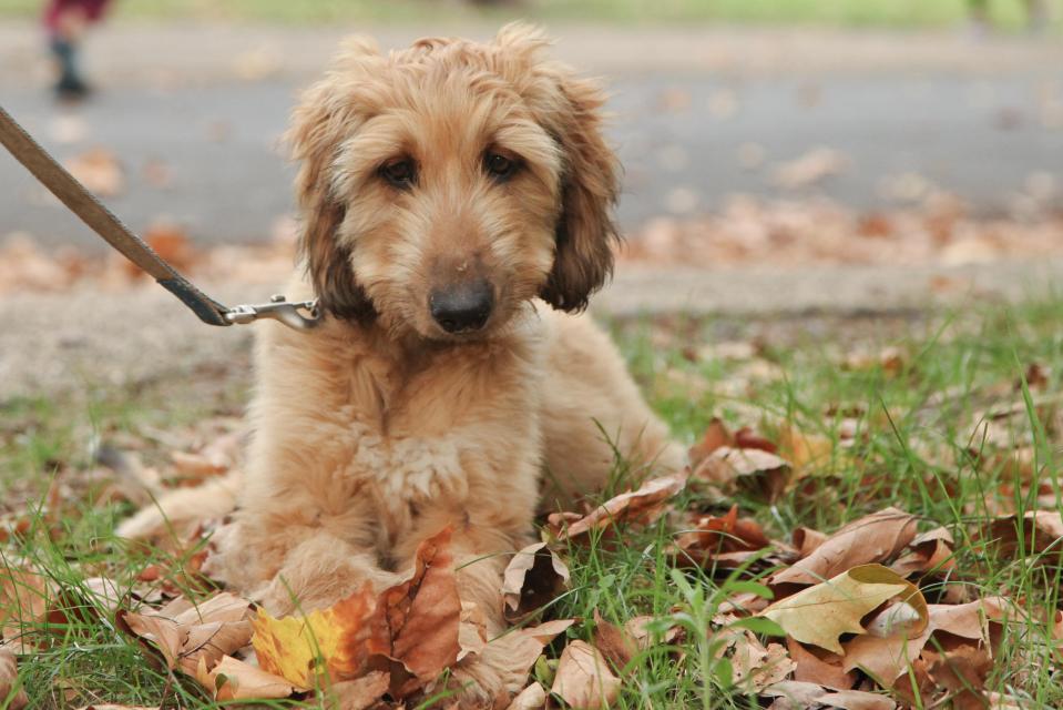  The South West is the worst regional area for dog owners