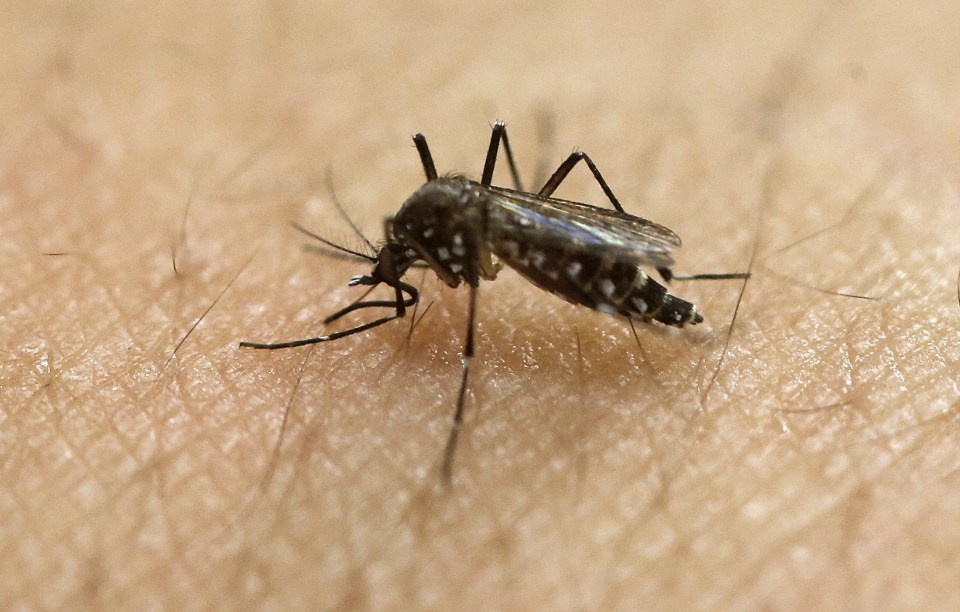 Aedes aegypti mosquito