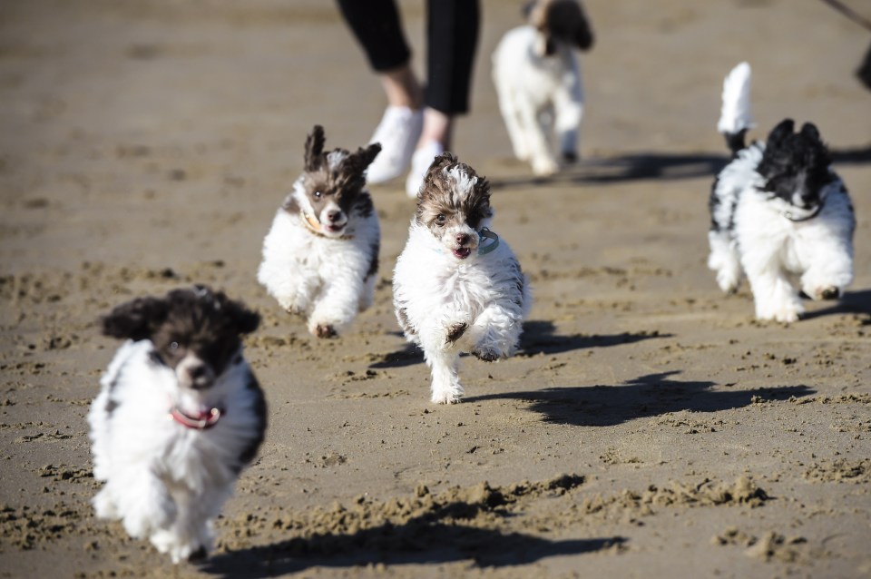  Nine-week-old toy poodle puppies enjoyed the beach at Barry Island, Wales