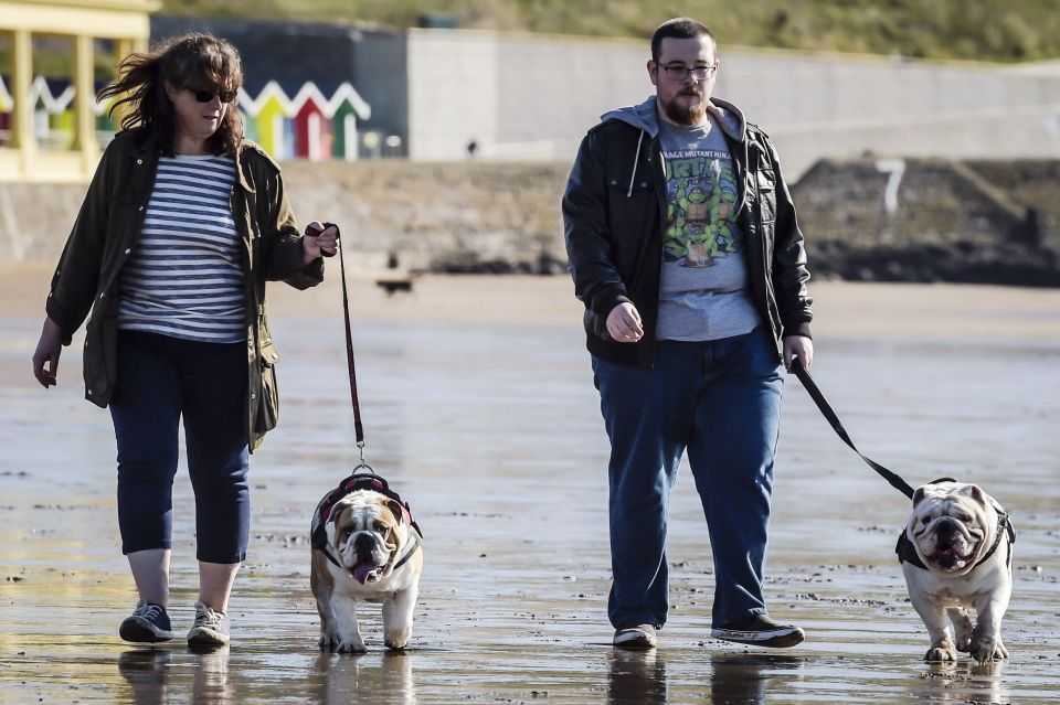  Dog walkers on the beach at Barry Island, Vale of Glamorgan, where October sees the annual lifting of the dog ban for winter