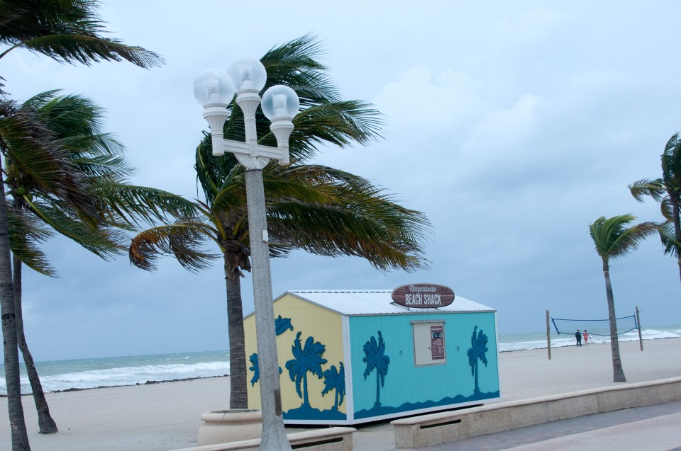 Palm trees are battered by the gale-force winds