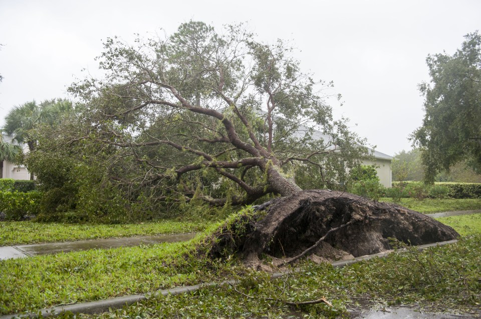 The winds were strong enough to uproot giant trees as it passed through Florida on Friday