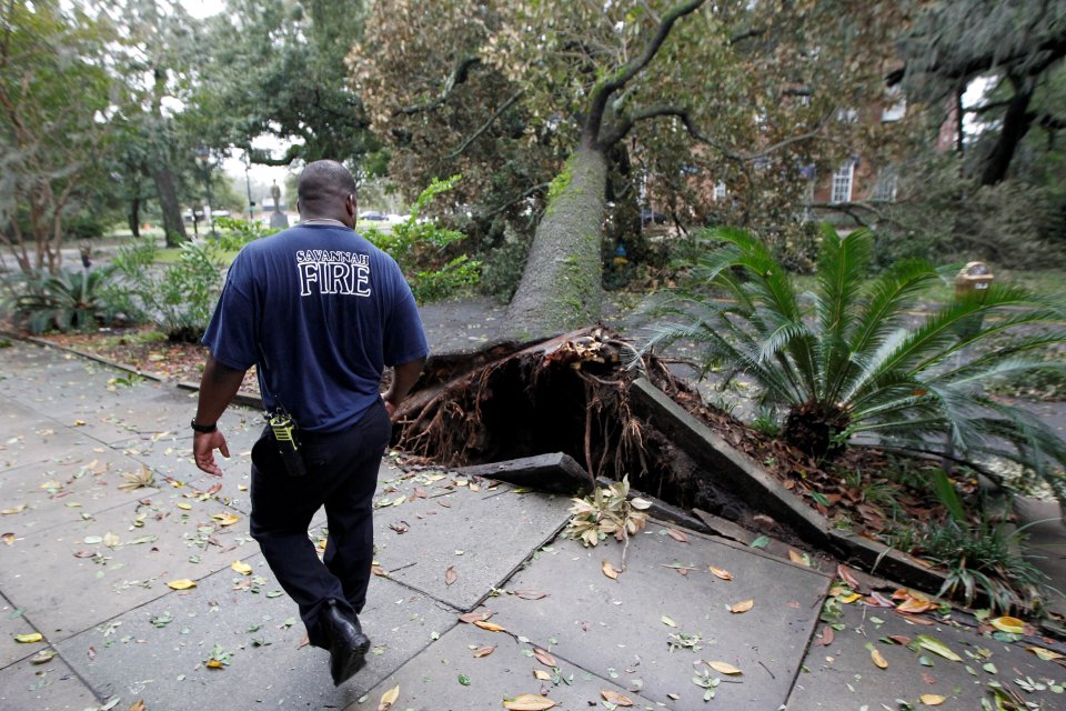  A Savannah firefighter looks at a fallen tree in Telfair Square after Hurricane Matthew passed through the city