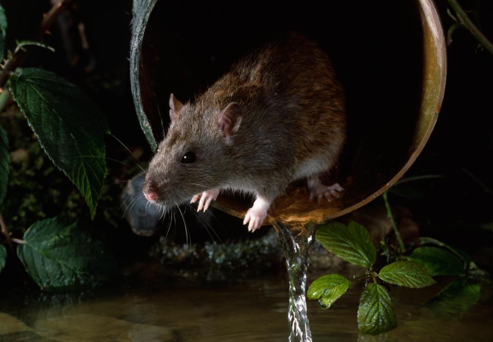  Britain's population of 120million rats will seek warm places to nest over winter and may invade homes