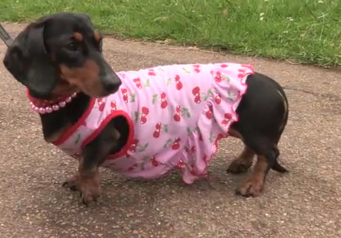  Ada gets dressed in a pink outfit and matching pearls