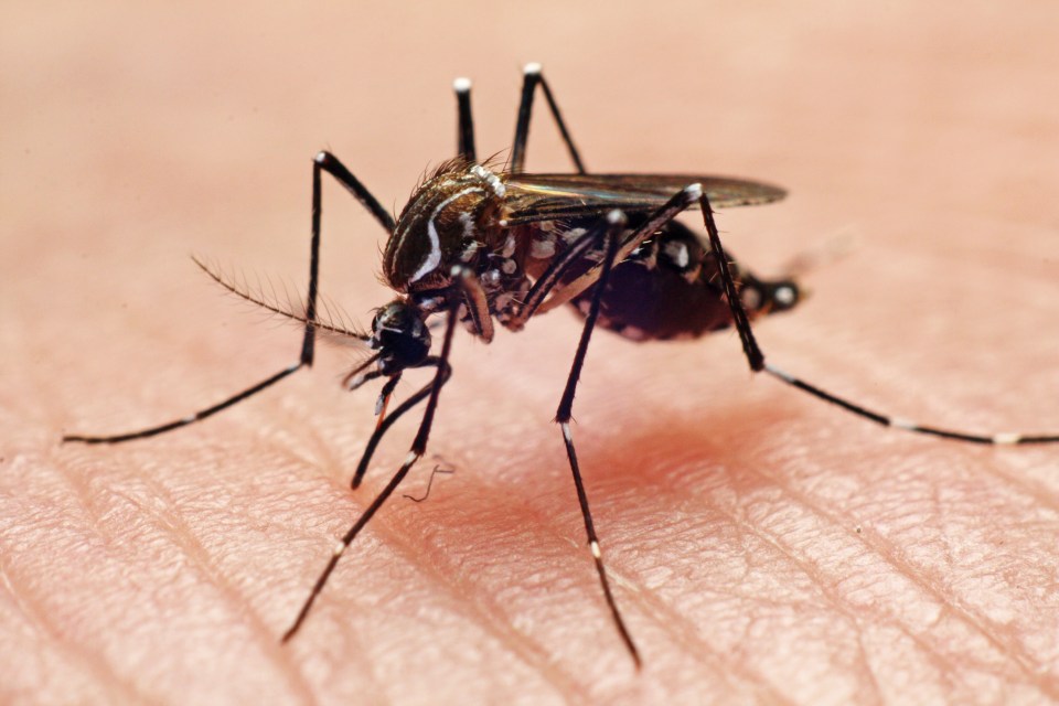  By altering how a human being tastes to mosquitoes, scientists hope to repel them - preventing diseases such as malaria and Zika virus being transmitted