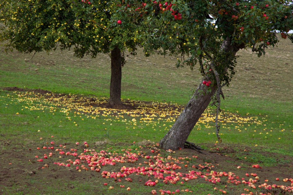  Apples are everywhere at this time of year