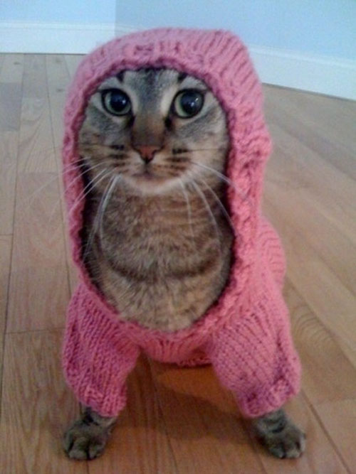  Puss in hoods