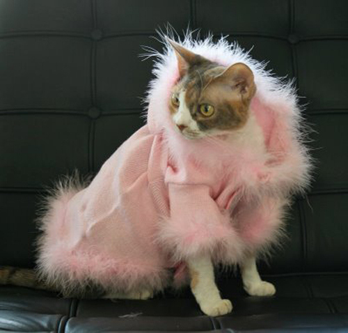  New purr coat?