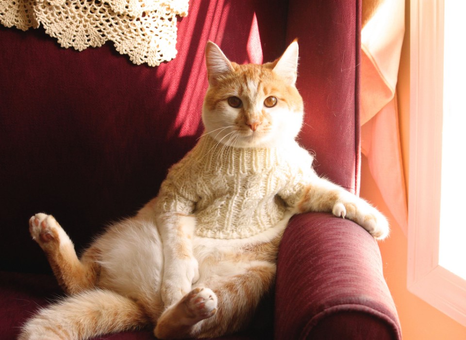  Knit one purr one