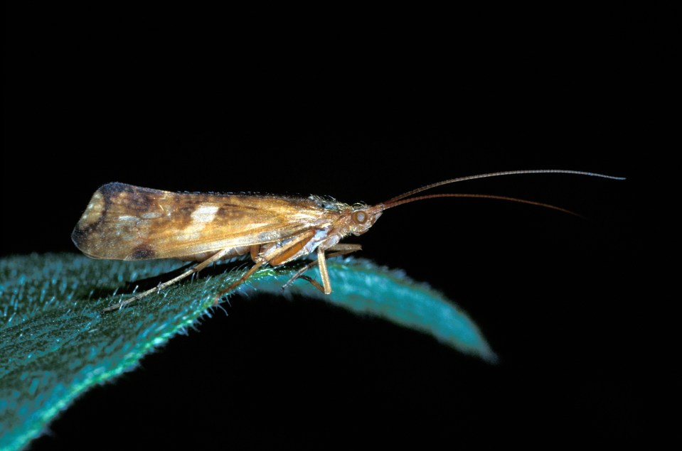 Cloth Moth Tineola bisselliella On end of leaf