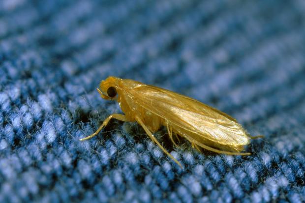 ommon clothes moth, destroyer clothes moth (Tineola bisselliella), on fabrics, Germany