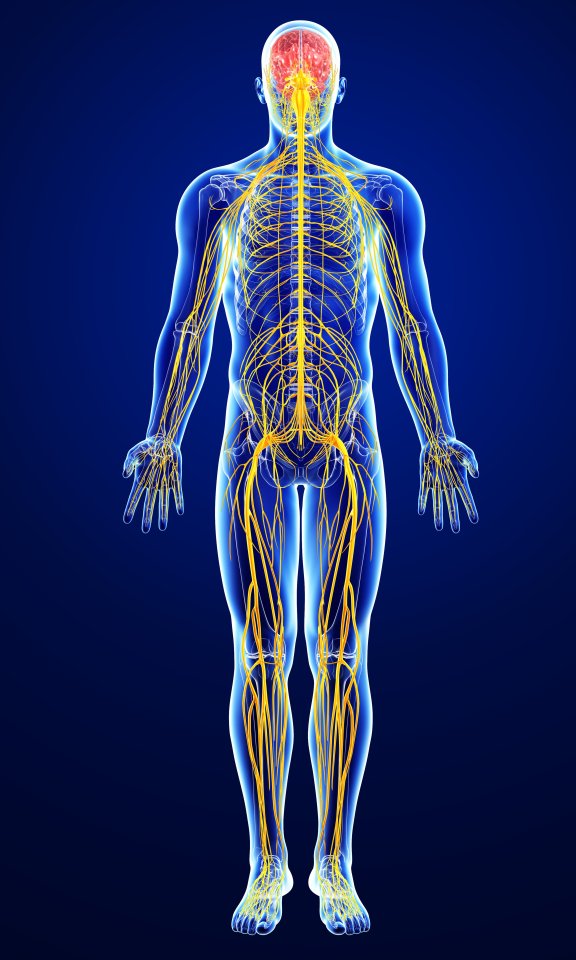 Male nervous system, artwork