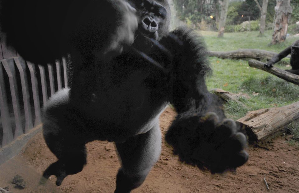  'F****** psycho'... how one London Zoo worker described 7ft silverback gorilla Kumbuka