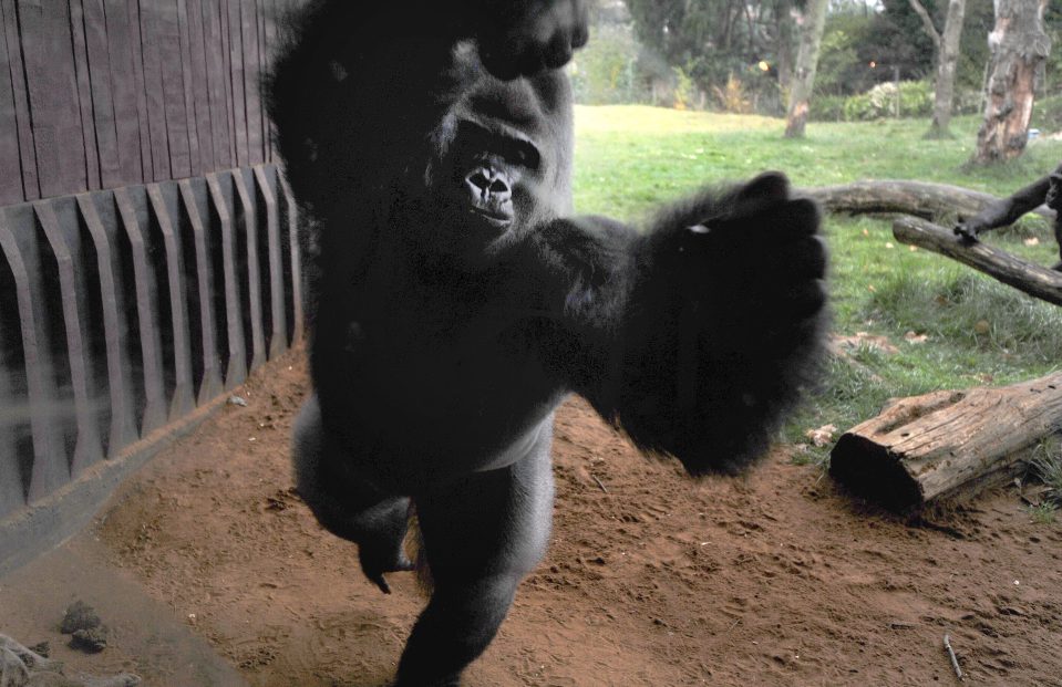  Terrible shock . . . gorilla is thought to have downed 5 litres of squash