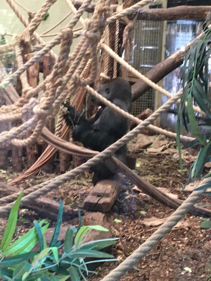  Kumbuka the gorilla pictured in his enclosure yesterday. An eyewitness described his behaviour as "agitated"