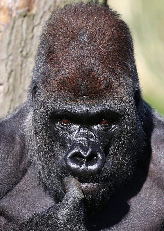  Kumbuka soon after his arrival at London Zoo in 2013. He was born in Belfast zoo in 1997