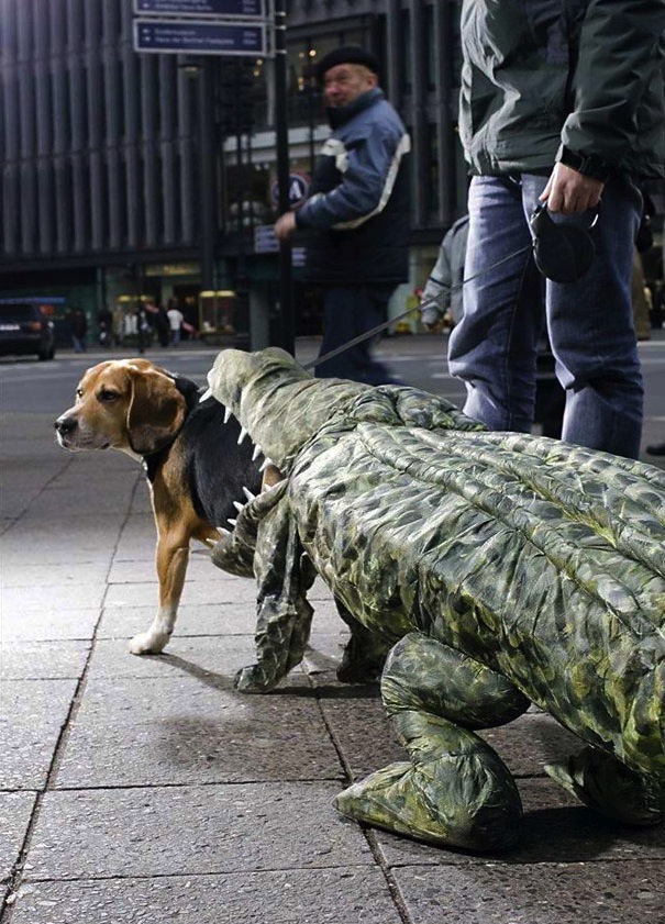  Looking for an escape . . . this pooch does not seem too impressed with the costume choice