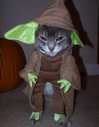  Star claws . . . For this cute cat in his Yoda costume, Halloween is bound to be a Jedi night