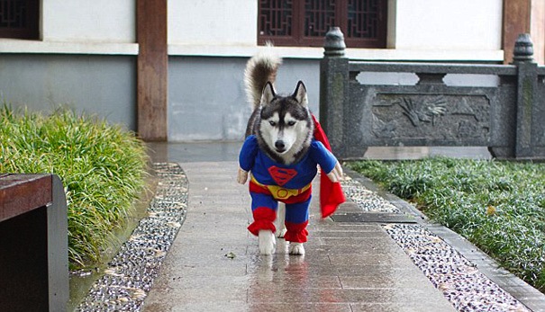  Supawman. . . When he is not dressed as a superhero, this husky is said to go by the name of Bark Kent