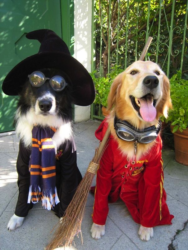  Hairy pooper . . . Bespectacled boy wizard and his pedigree chum Hermione Grr-ainger could spell trouble