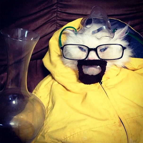  Drugs mewl . . . Moggie makes a spectacle of himself in his guise as Breaking Bad meth cook Walter White