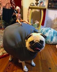  Wrecking mothball . . . Cheeky pug looks best by a Miley as he recreates the pop queen’s music video