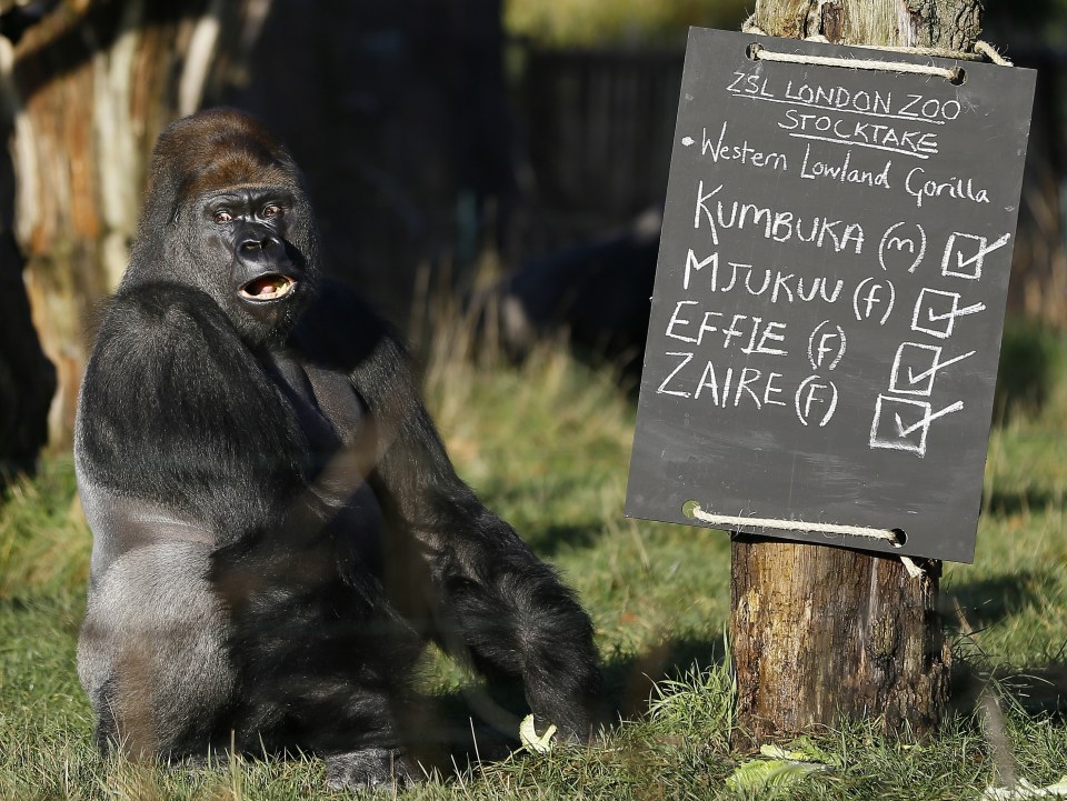  What is for lunch? . . . Kumbuka back safe after London Zoo rampage