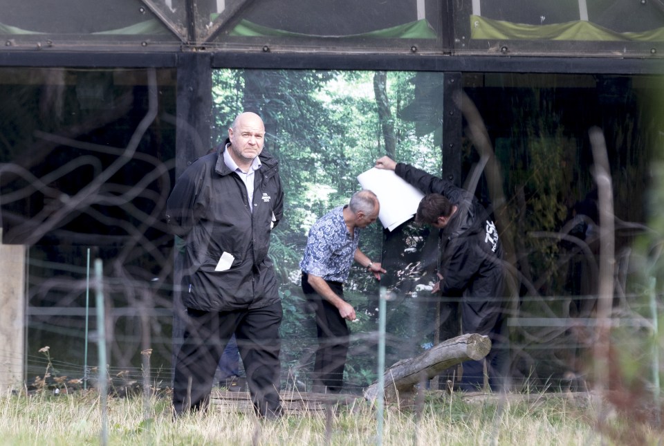  Repairs... workers secure Kumbuka's enclosure at London Zoo