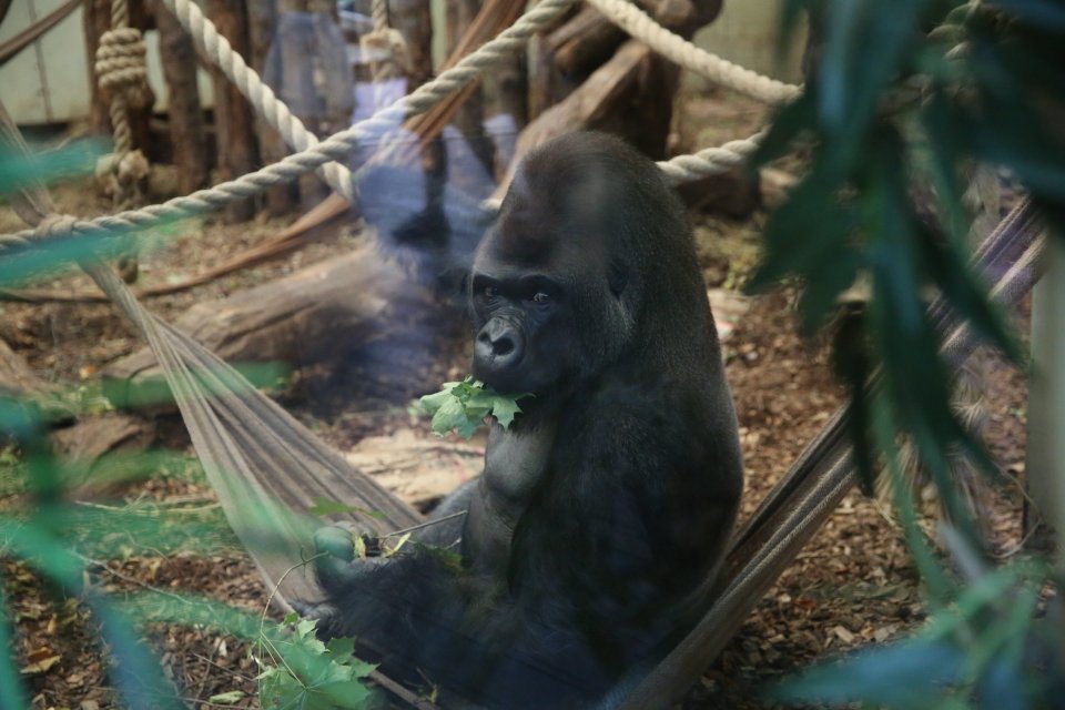  Kumbuka was back on display at London Zoo today after his dramatic break for freedom last night