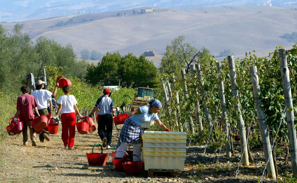  Workers . . . grape pickers hard at work under the Tuscan sun