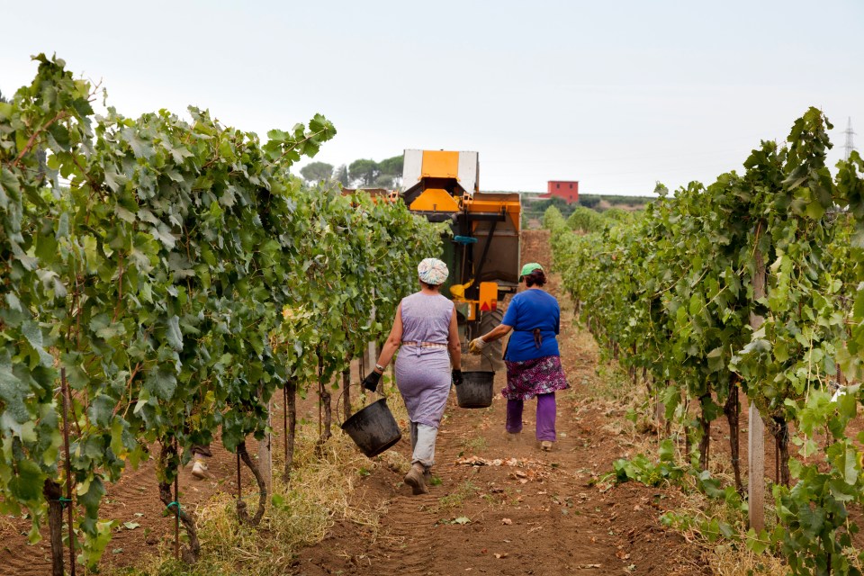  Hard harvest . . . pickers during grape harvest