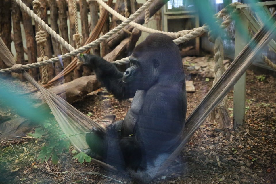  The hefty primate was seen chomping on green leaves and sitting in a brown hammock